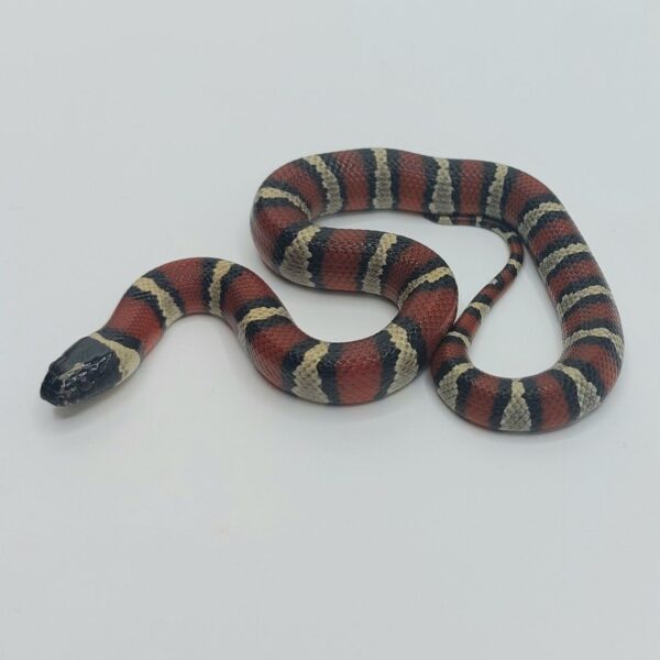 Serpiente falsa coral – Lampropeltis leonis x ruthveni
