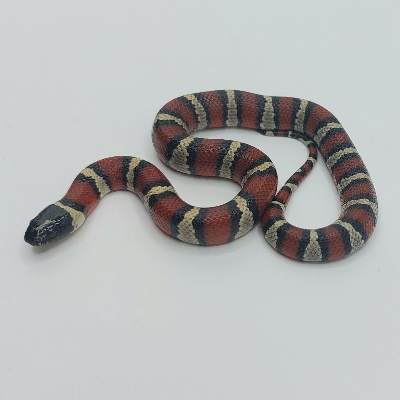 Serpiente falsa coral – Lampropeltis leonis x ruthveni