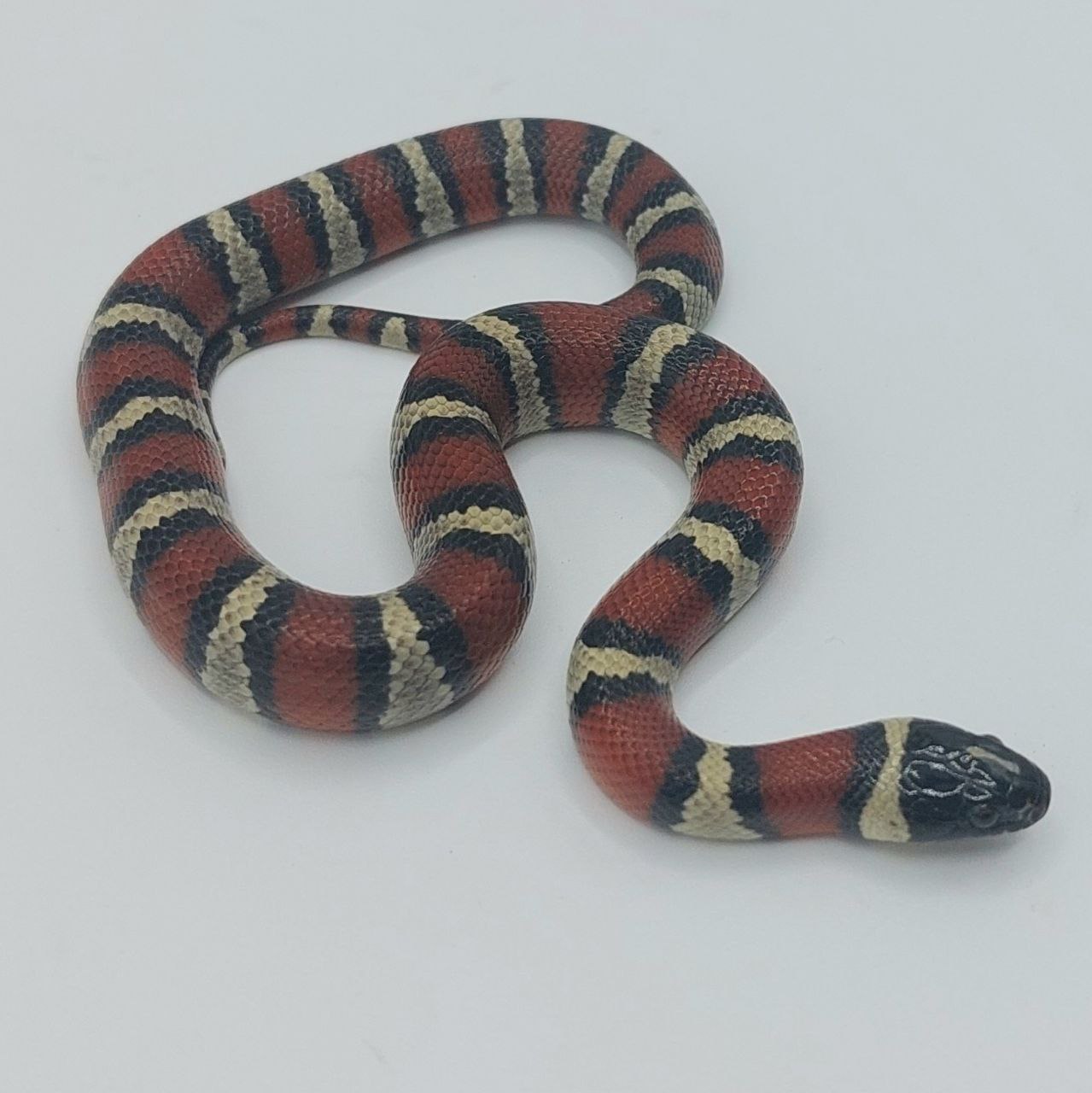 Serpiente falsa coral – Lampropeltis leonis x ruthveni