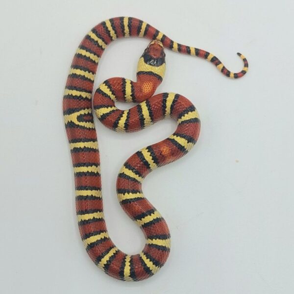 Serpiente falsa coral – Lampropeltis leonis x ruthveni