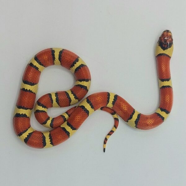 Serpiente falsa coral – Lampropeltis leonis x ruthveni