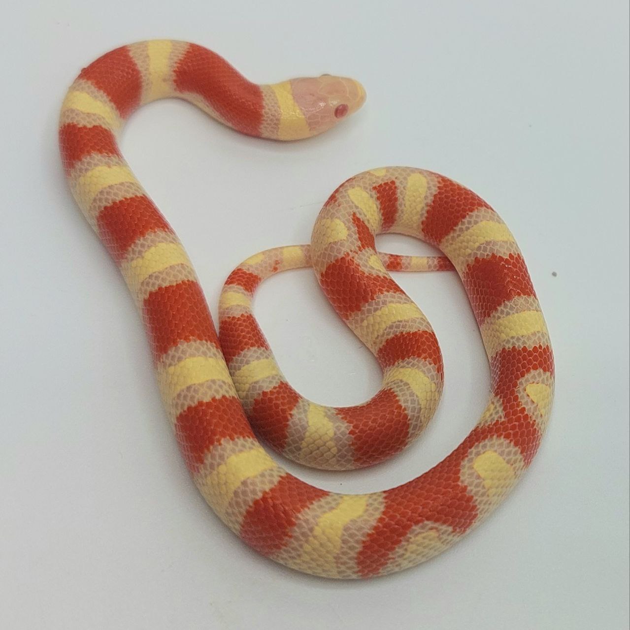 Serpiente falsa coral – Lampropeltis leonis x ruthveni