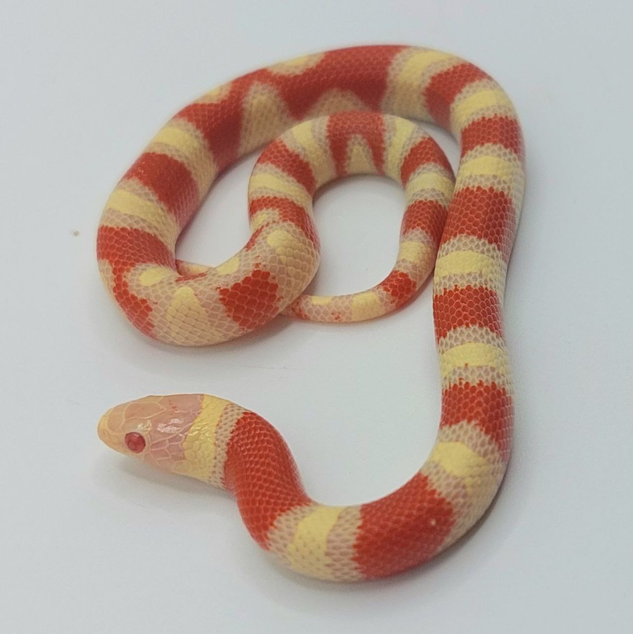 Serpiente falsa coral – Lampropeltis leonis x ruthveni