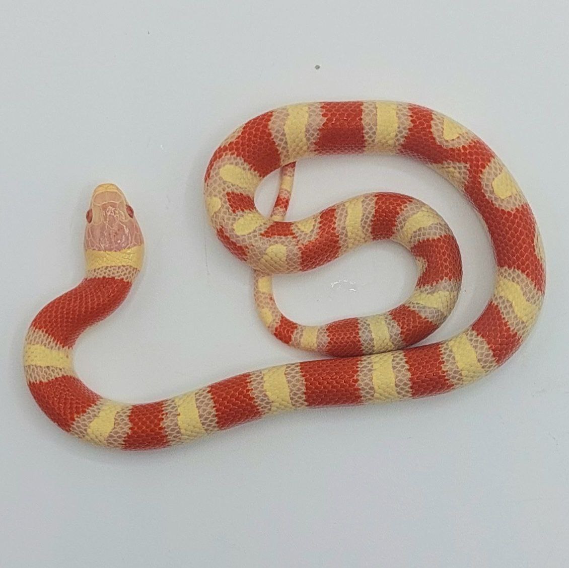 Serpiente falsa coral – Lampropeltis leonis x ruthveni