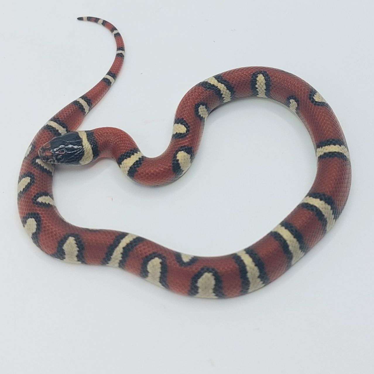 Serpiente falsa coral – Lampropeltis leonis x ruthveni