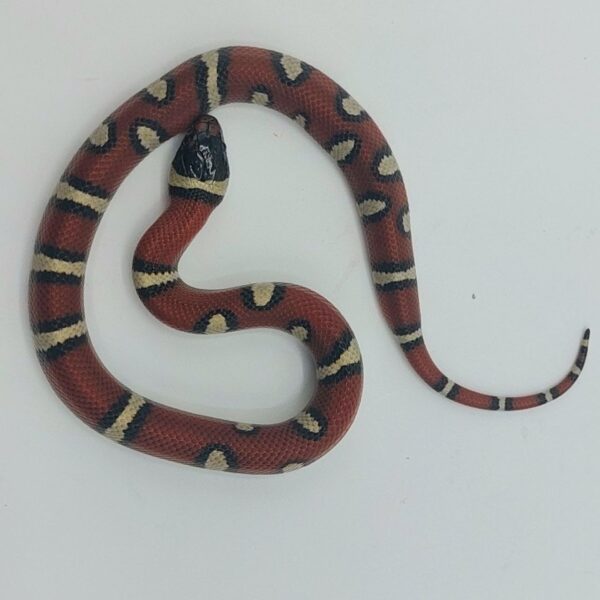 Serpiente falsa coral – Lampropeltis leonis x ruthveni