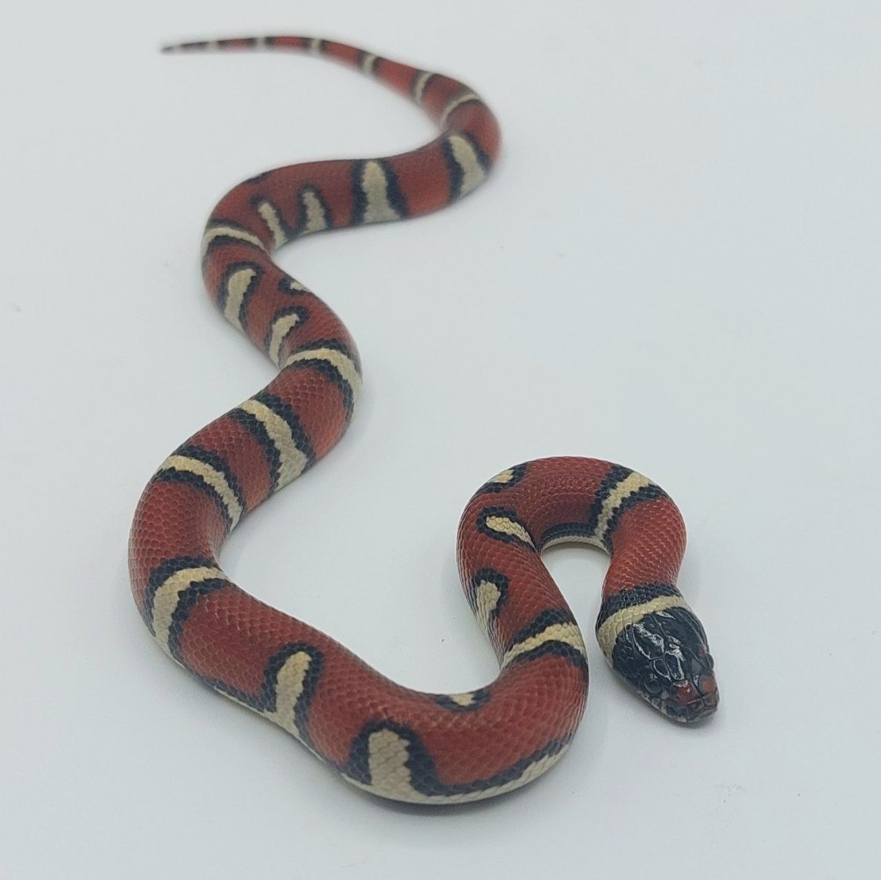 Serpiente falsa coral – Lampropeltis leonis x ruthveni