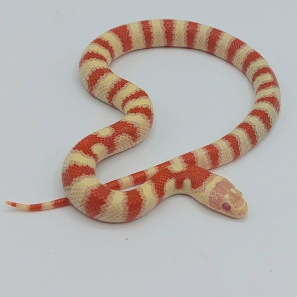 Serpiente falsa coral – Lampropeltis leonis x ruthveni