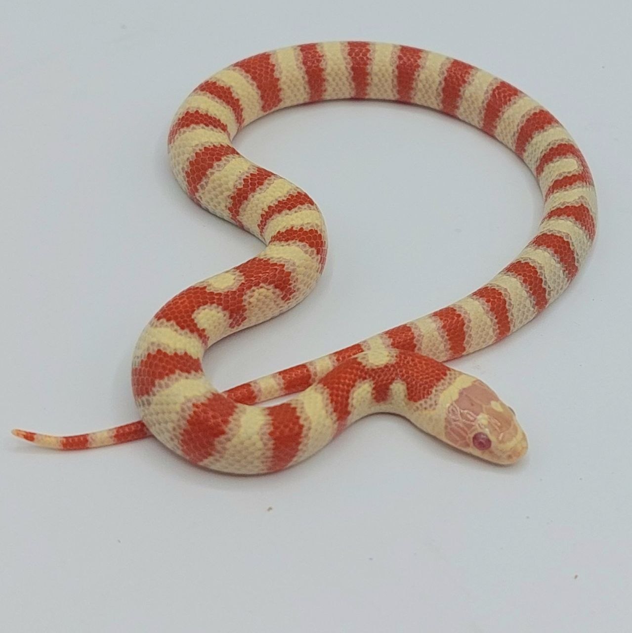 Serpiente falsa coral – Lampropeltis leonis x ruthveni
