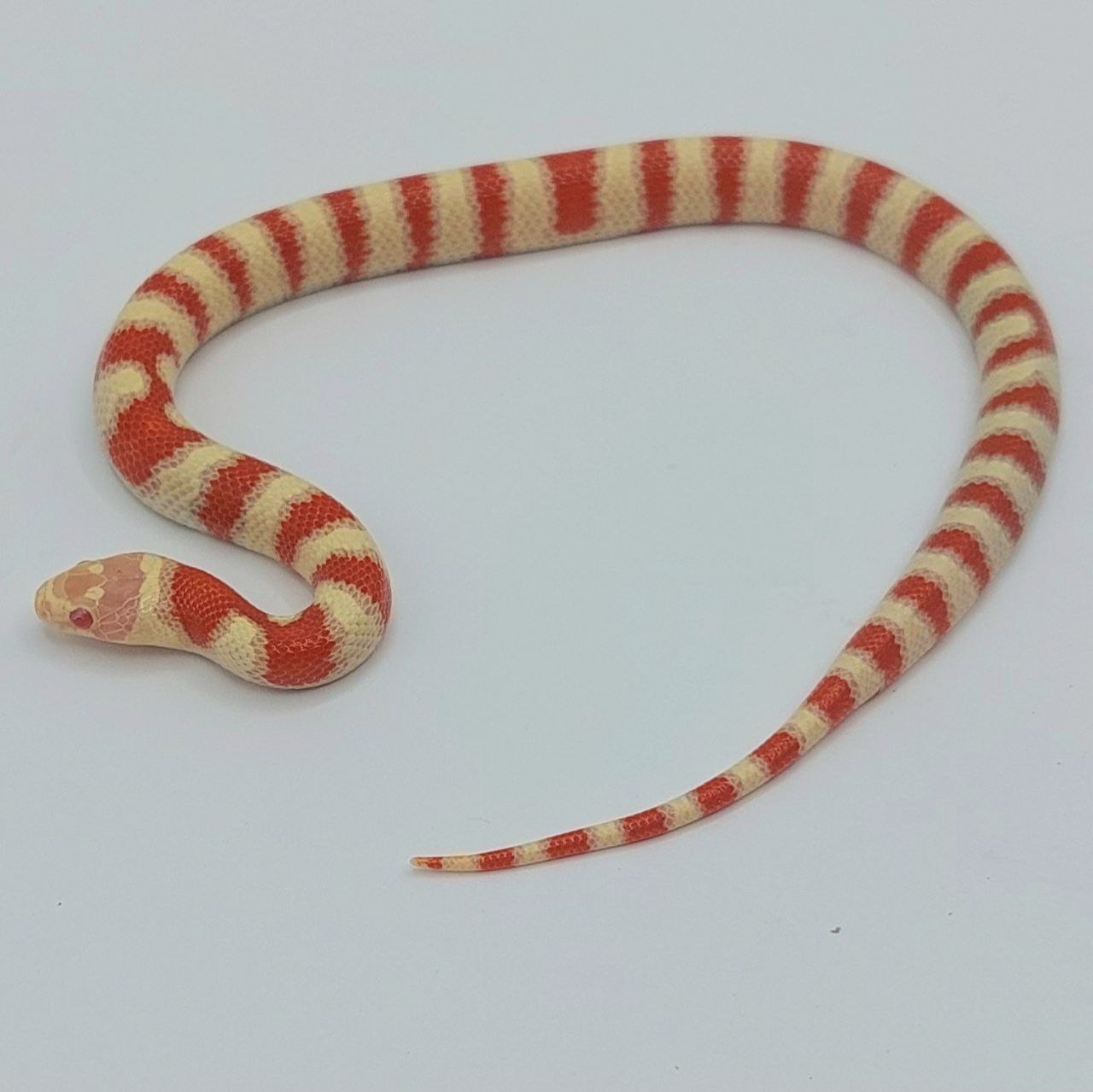 Serpiente falsa coral – Lampropeltis leonis x ruthveni