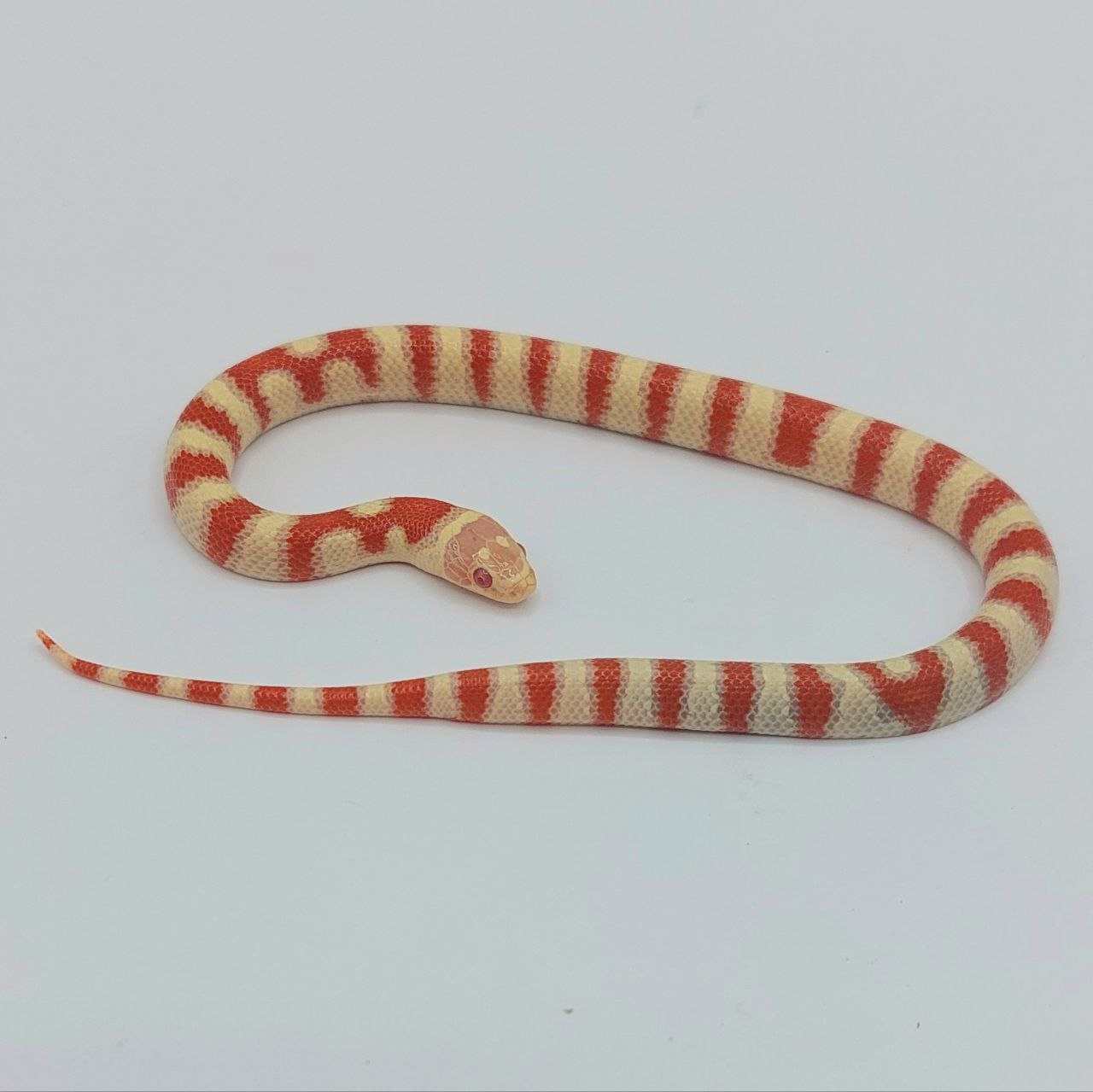 Serpiente falsa coral – Lampropeltis leonis x ruthveni