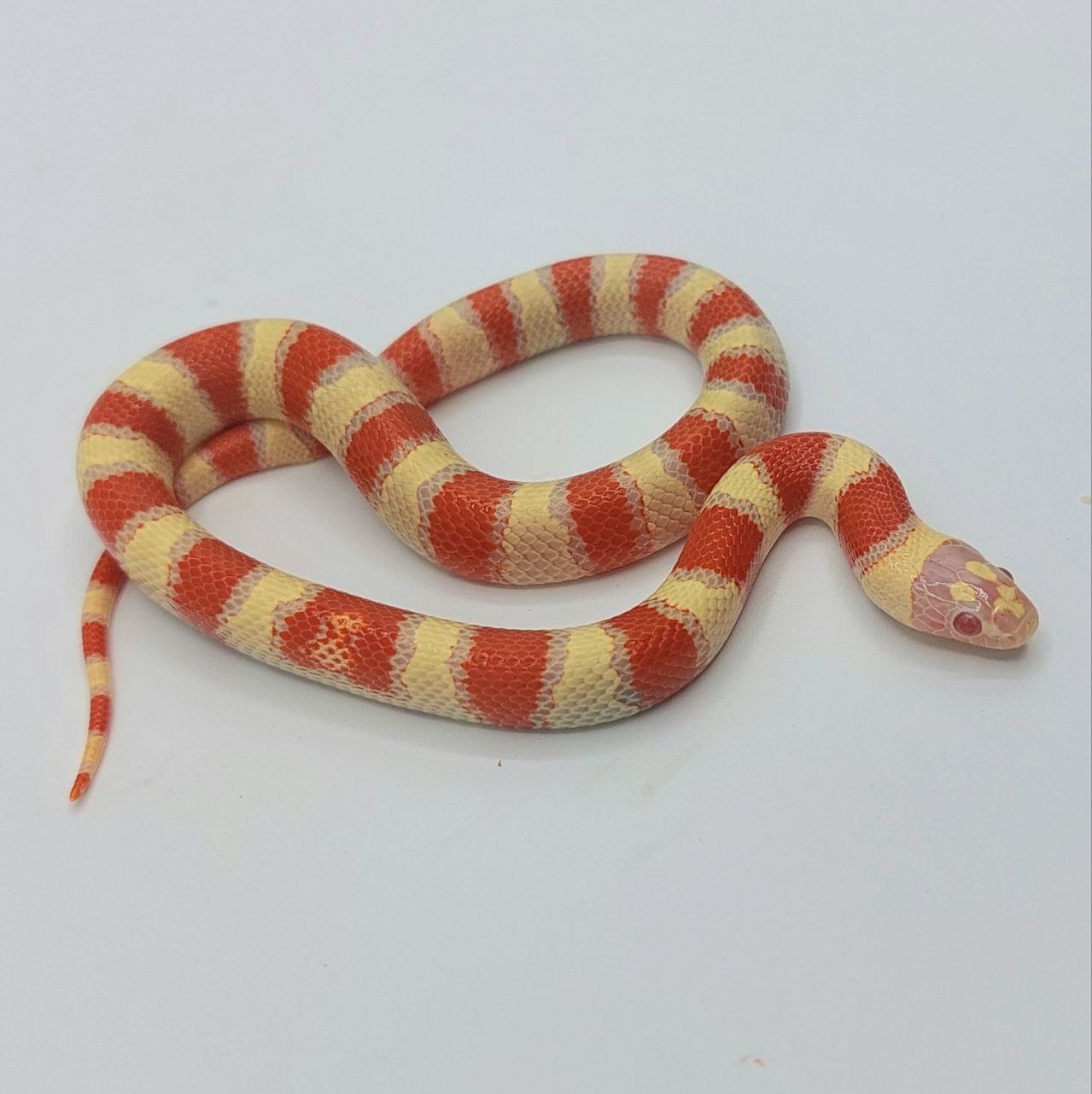 Serpiente falsa coral – Lampropeltis leonis x ruthveni