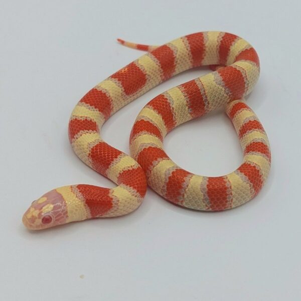 Serpiente falsa coral – Lampropeltis leonis x ruthveni