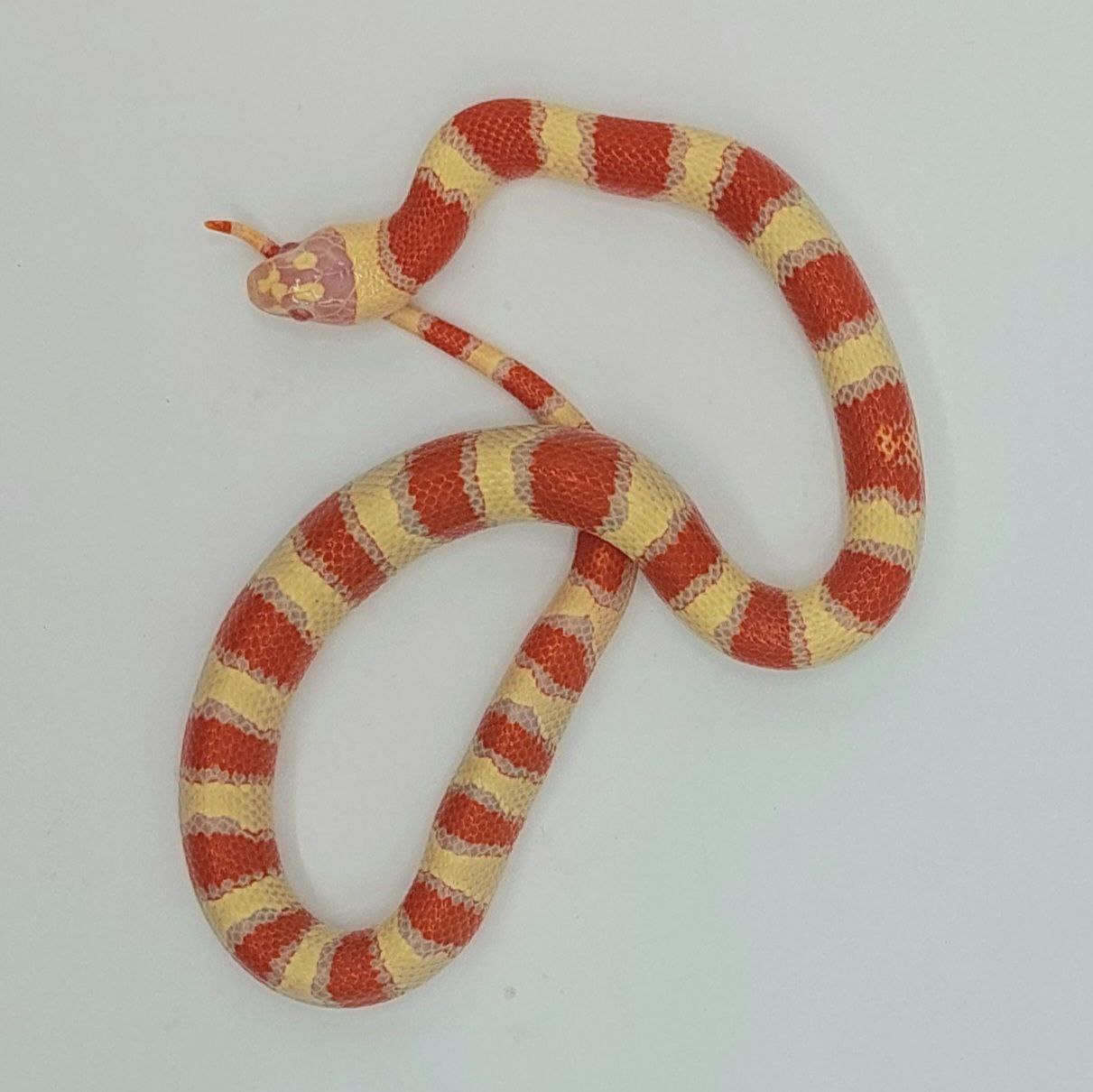 Serpiente falsa coral – Lampropeltis leonis x ruthveni