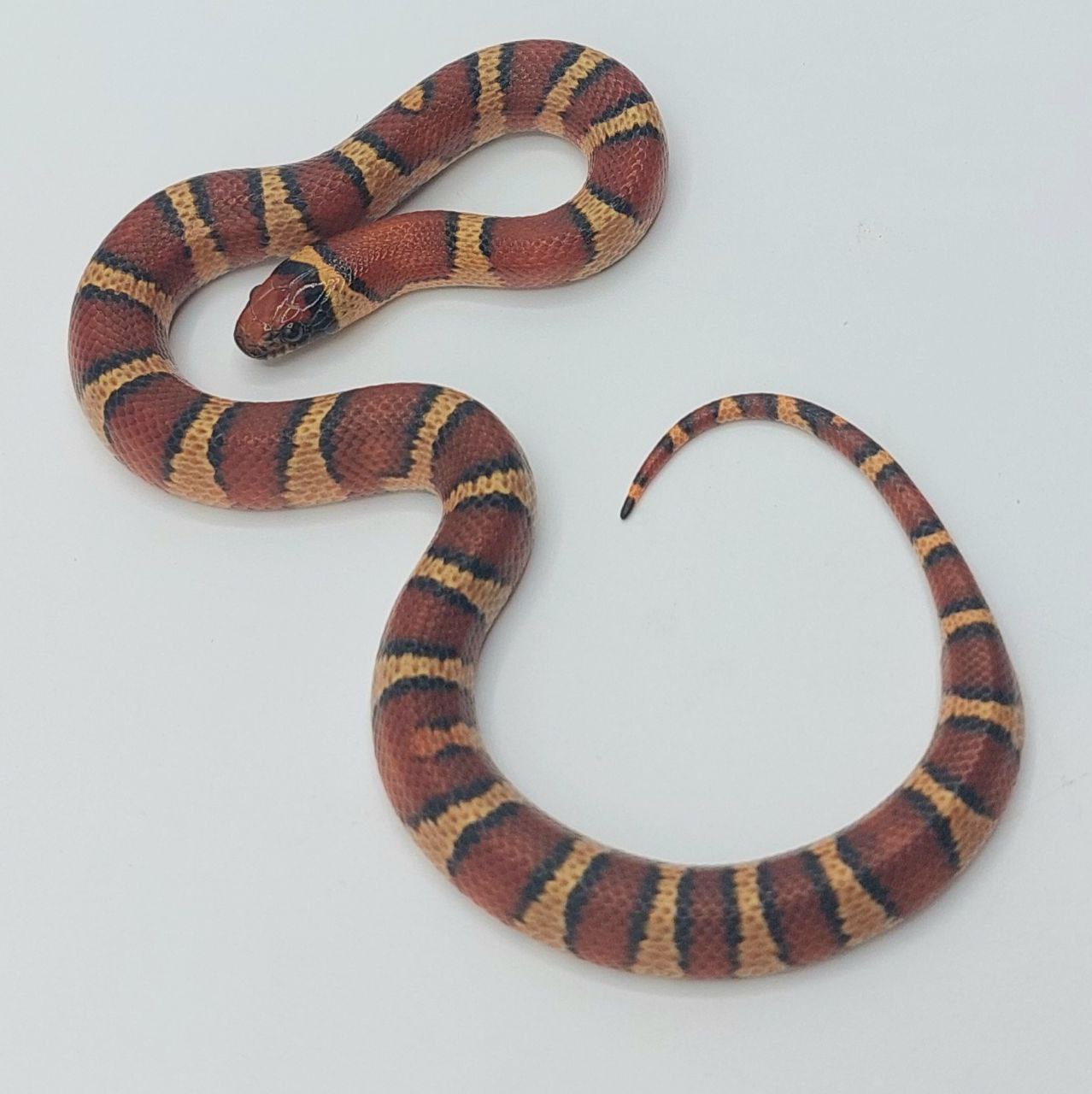 Serpiente falsa coral – Lampropeltis leonis x ruthveni