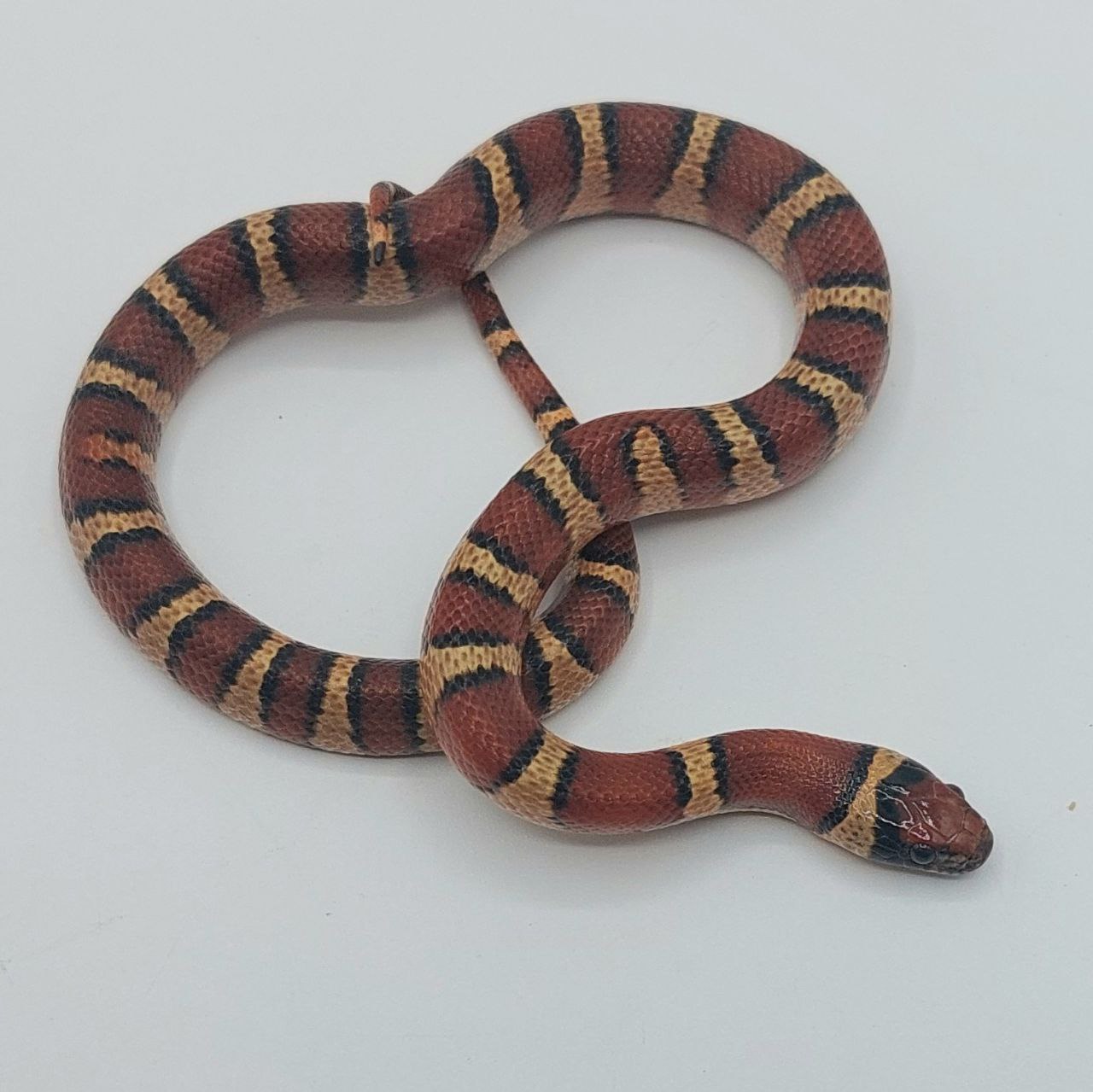 Serpiente falsa coral – Lampropeltis leonis x ruthveni