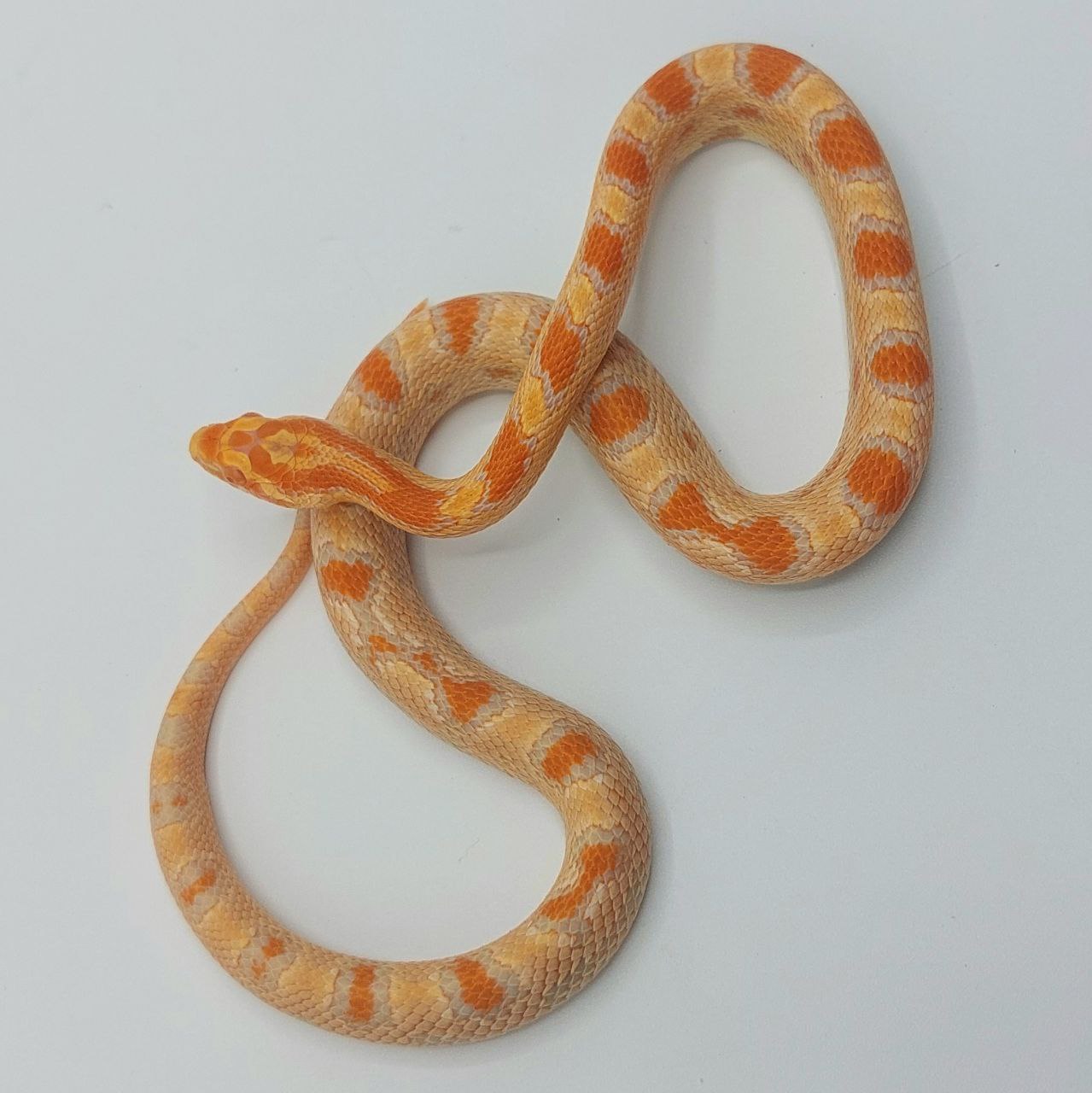 Serpiente del maíz – Pantherophis guttatus