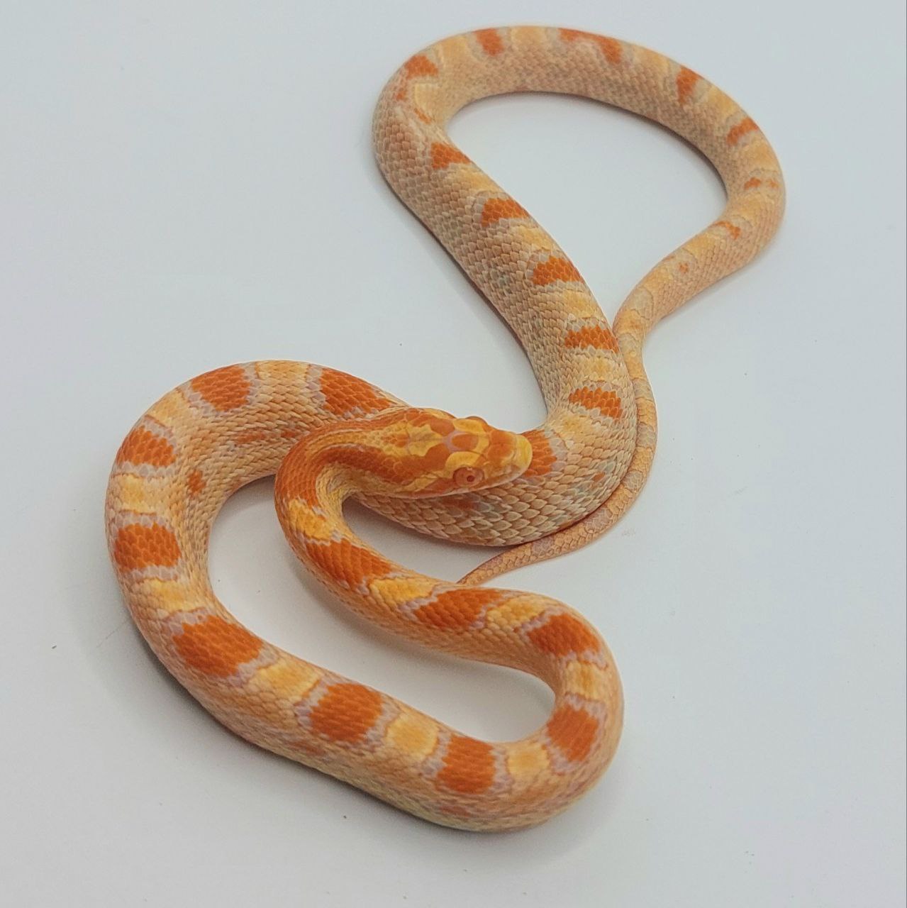 Serpiente del maíz – Pantherophis guttatus