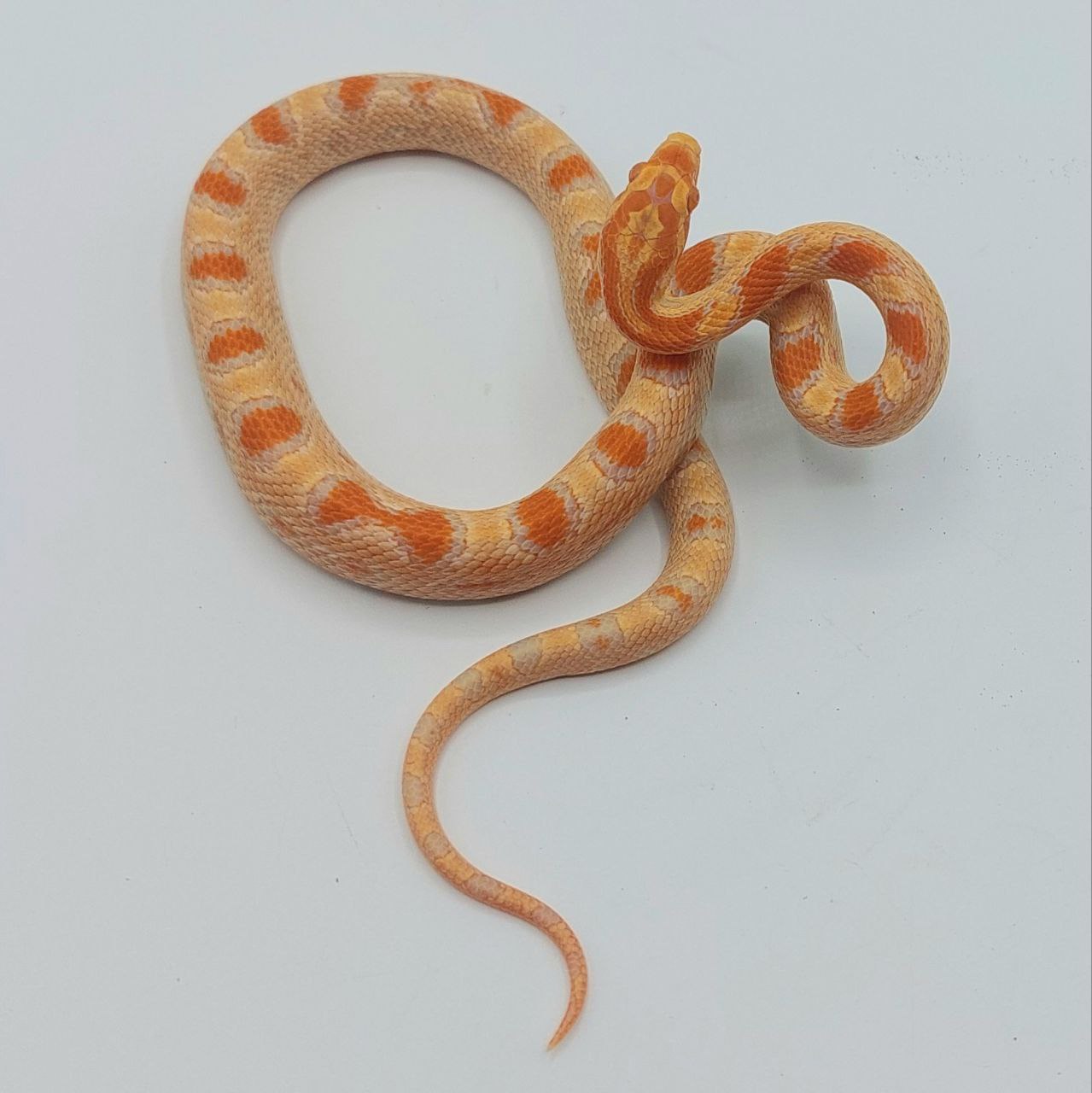 Serpiente del maíz – Pantherophis guttatus