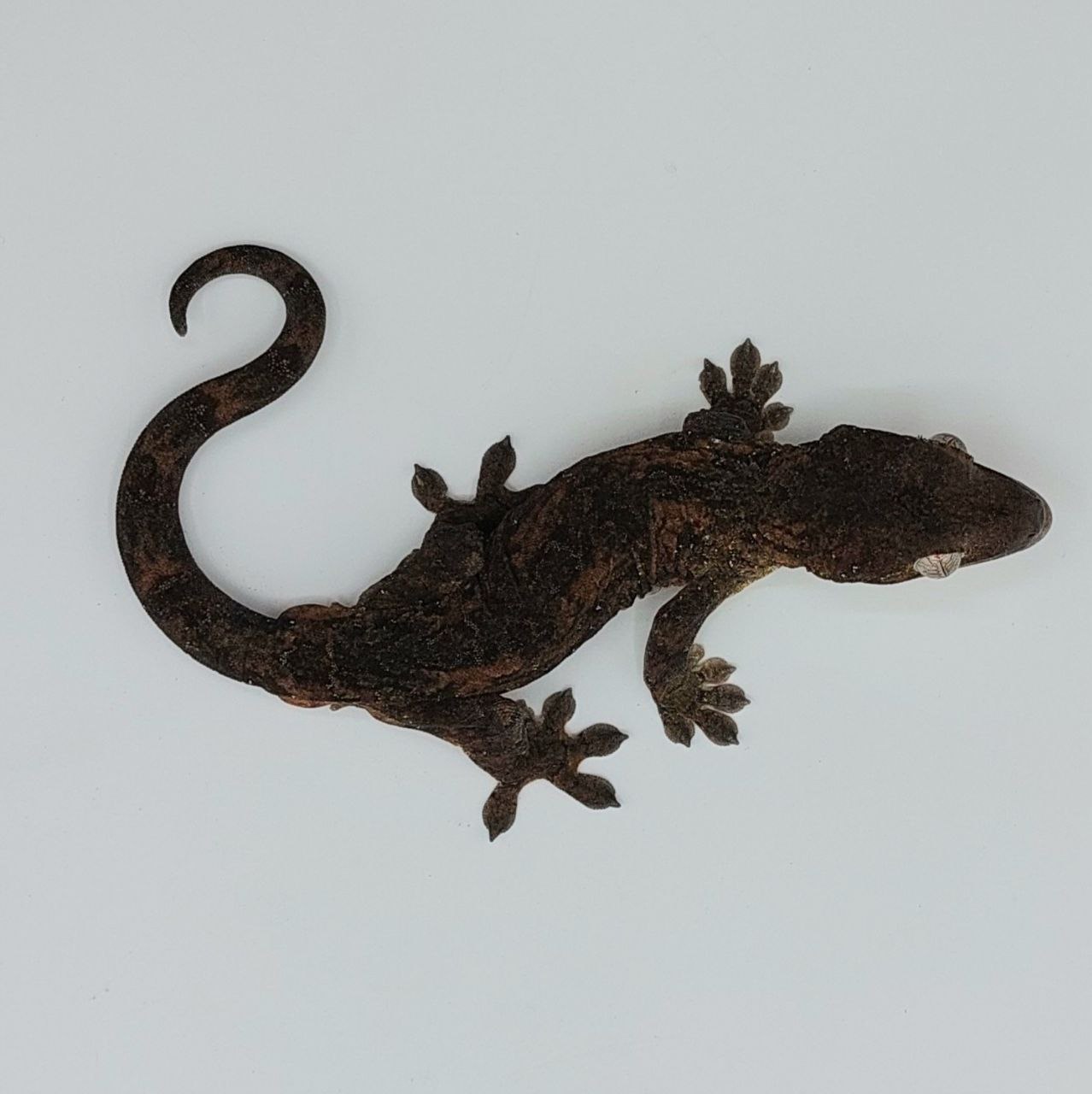 Mniarogekko chahoua - gecko musgo