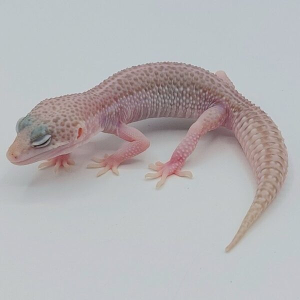 Gecko Leopardo – Eublepharis macularius