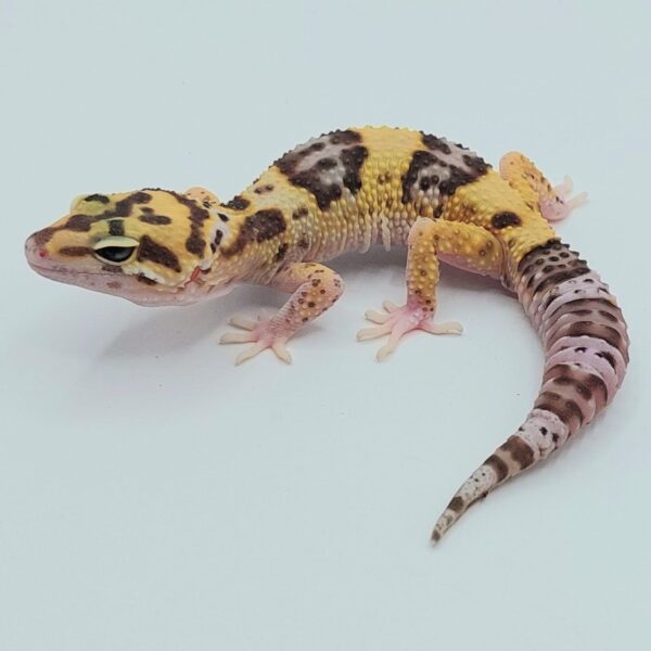 Gecko Leopardo – Eublepharis macularius