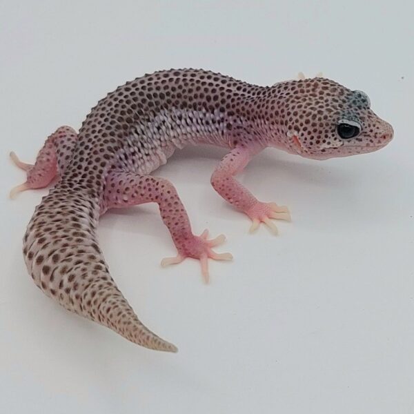 Gecko Leopardo – Eublepharis macularius