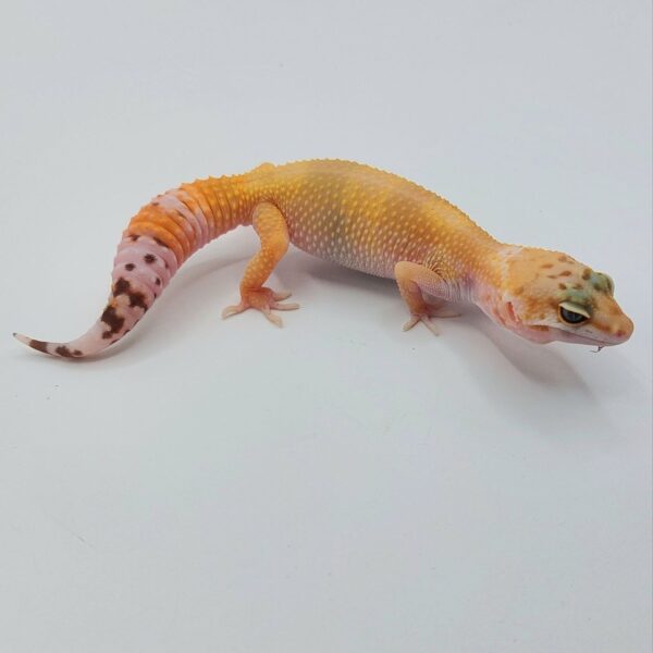 Gecko Leopardo – Eublepharis macularius