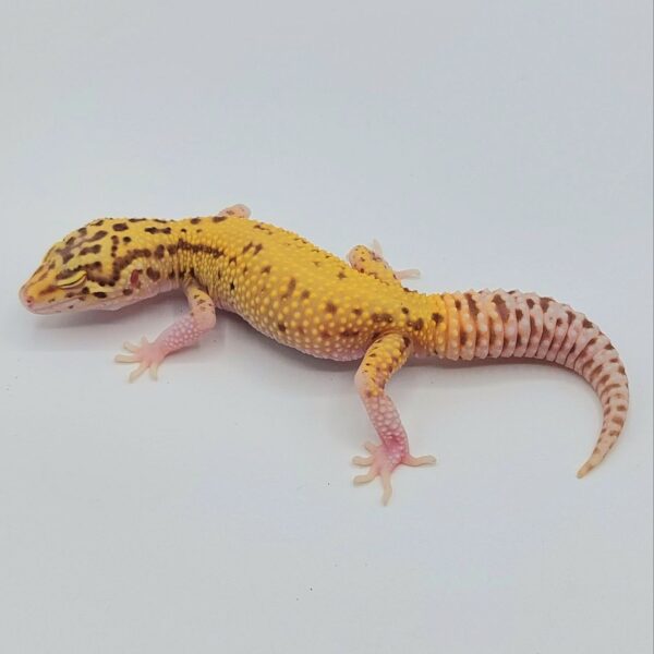 Gecko Leopardo – Eublepharis macularius
