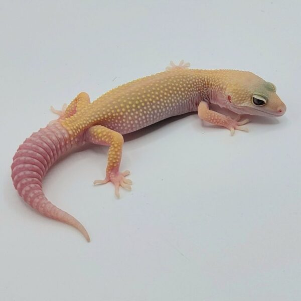 Gecko Leopardo – Eublepharis macularius