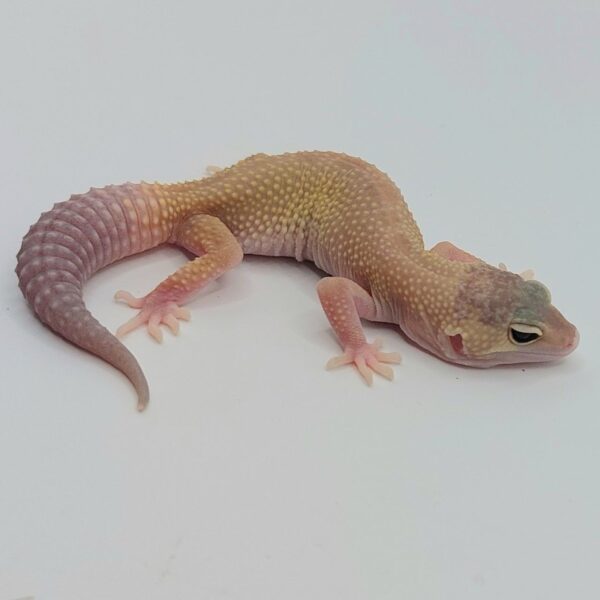 Gecko Leopardo – Eublepharis macularius