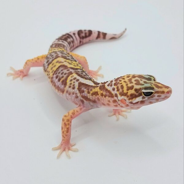 Gecko Leopardo – Eublepharis macularius
