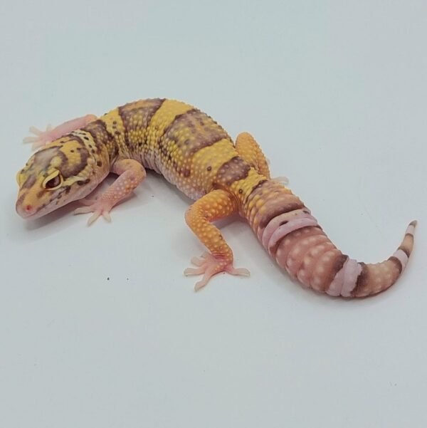 Gecko Leopardo – Eublepharis macularius