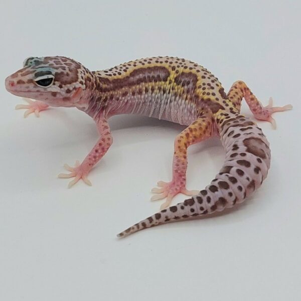 Gecko Leopardo – Eublepharis macularius