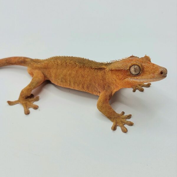 Gecko crestado – Correlophus ciliatus