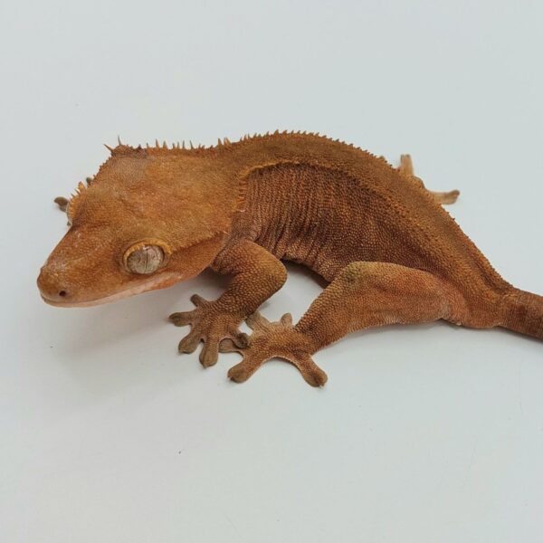 Gecko crestado – Correlophus ciliatus