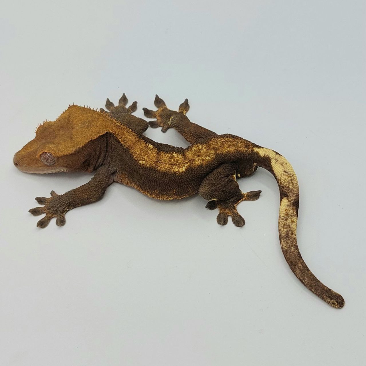 Gecko crestado – Correlophus ciliatus