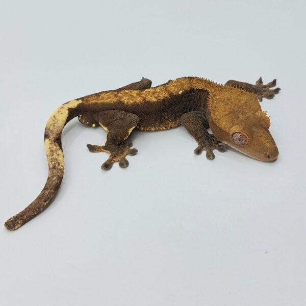 Gecko crestado – Correlophus ciliatus