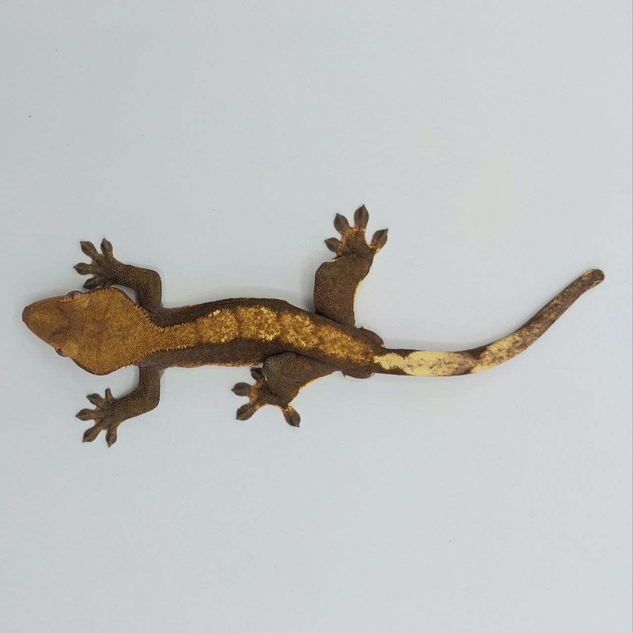 Gecko crestado – Correlophus ciliatus