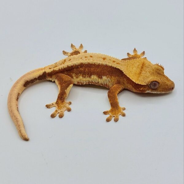 Gecko Crestado (Correlophus ciliatus)