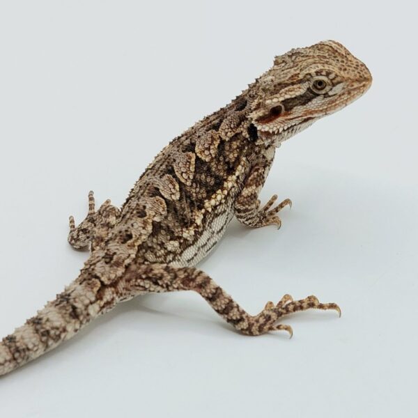 Pogona interhíbrido