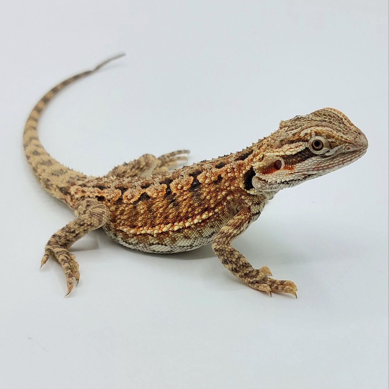 Pogona interhíbrido