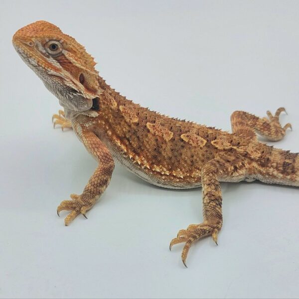 Pogona vittilawsoni