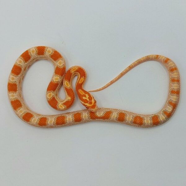 Serpiente del maíz Pantherophis guttatus