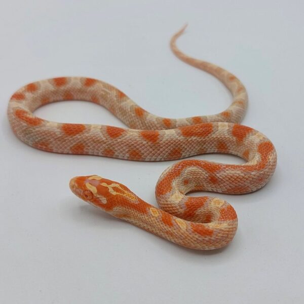 Serpiente del maíz Pantherophis guttatus