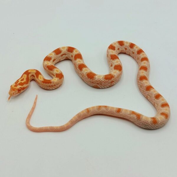 Serpiente del maíz Pantherophis guttatus