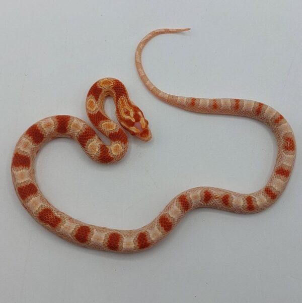 Serpiente del maíz Pantherophis guttatus