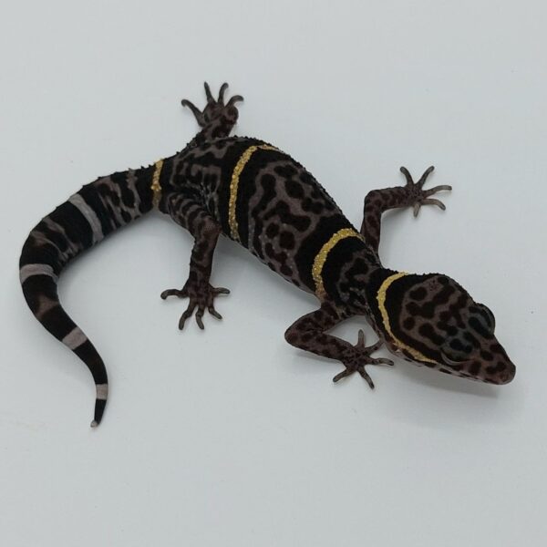 Goniurosaurus hainanensis - Gecko de cueva de Hainan