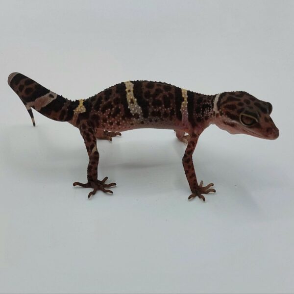 Goniurosaurus hainanensis - Gecko de cueva de Hainan