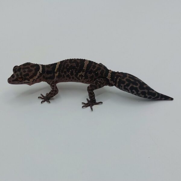 Goniurosaurus hainanensis - Gecko de cueva de Hainan